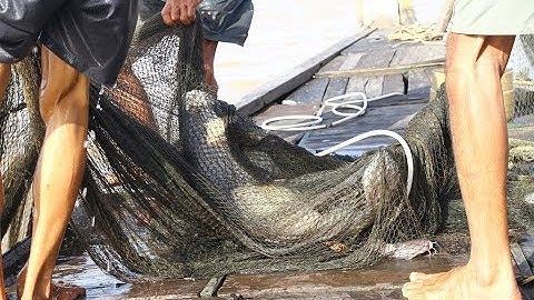 Lão ngư bắt 700 cá hô khủng nặng 140 kg trên sông Tiền Giang