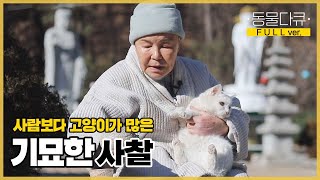 [풀버전] 인생은 인연의 연속, 스님과 절냥이들의 묘한 인연 l 동물극장 단짝 EP2 l KBS 220128 방송