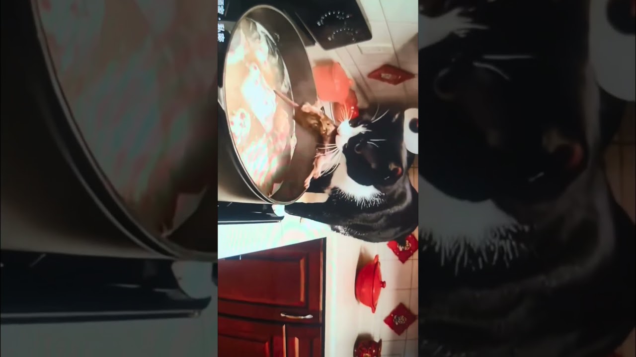 The best gift from the kitten