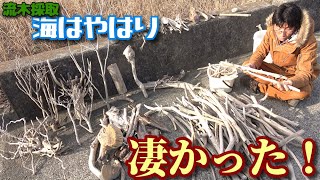 海で流木採集、海は川と比べ物にならない宝が沢山！？
