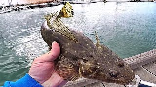 Land based Flathead Fishing with soft plastics screenshot 2