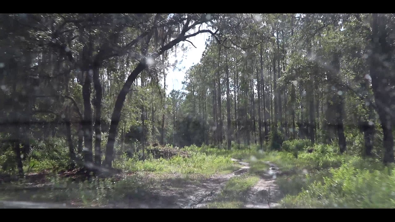 Lochloosa WMA in Florida YouTube