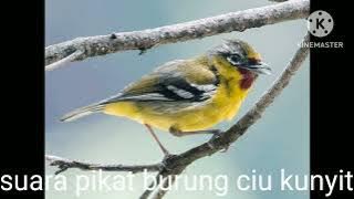 suara pikat burung ciu kunyit