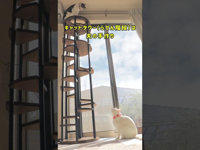 らせん階段の木製キャットタワーNEW!