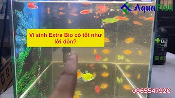 Hiệu quả thực tế khi sử dụng vi sinh làm trong nước Extra Bio