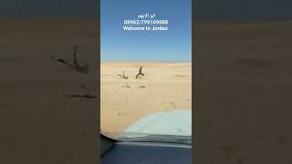 رحلات الصيد بلأردن ابو الأيهم