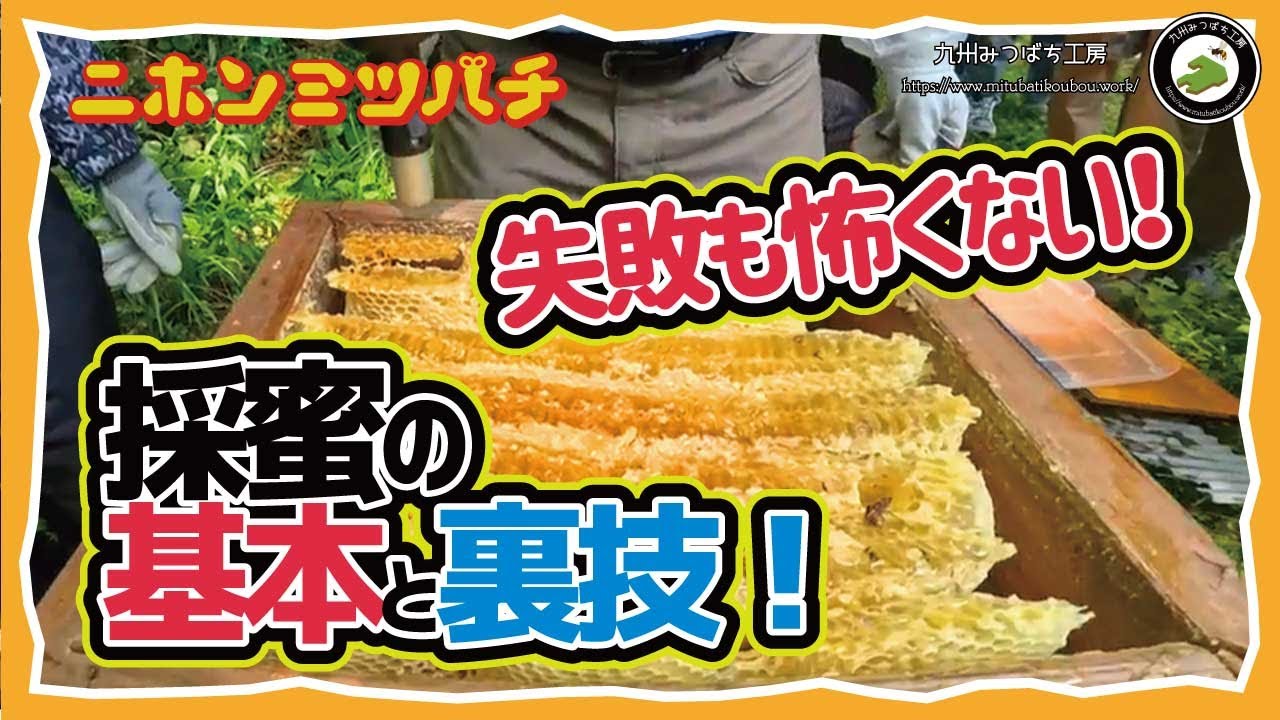 みつパパページ Don't be afraid of failure! [Honey harvesting basics] and tips for