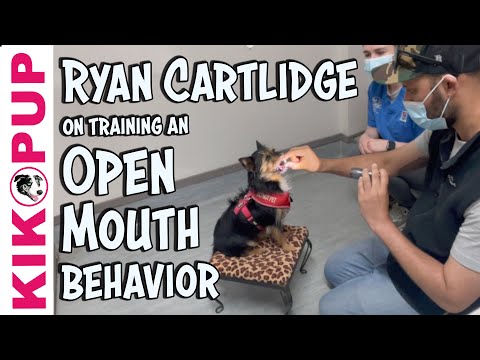 Special Guest - Ryan Cartlidge - Training an Open Mouth Behavior