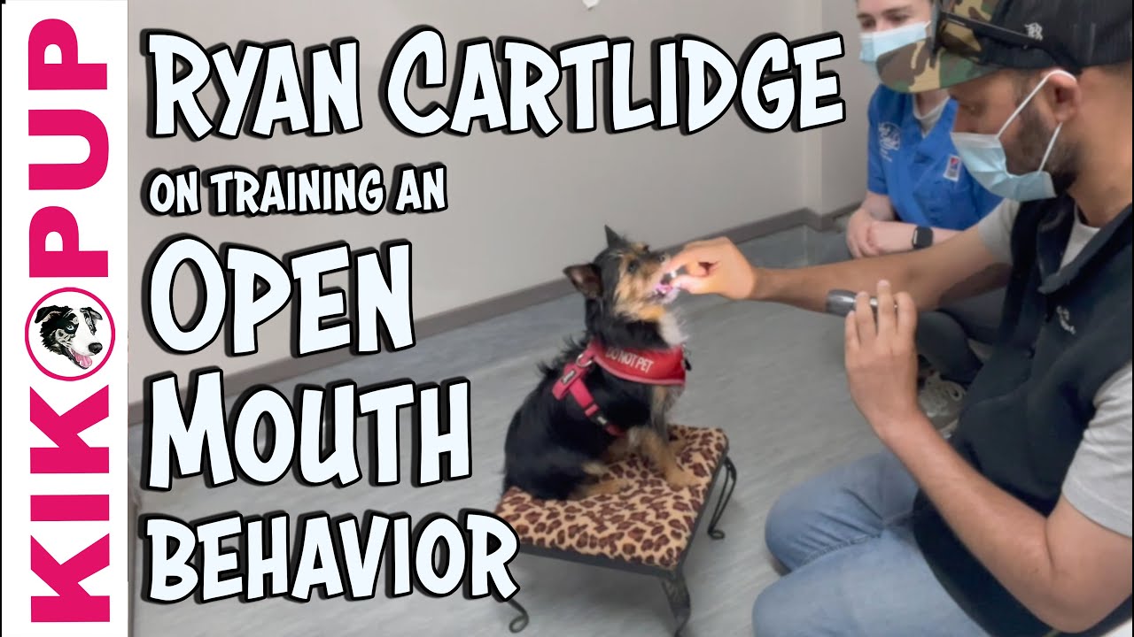 Why Do Dog Handlers Put Treats In Mouth