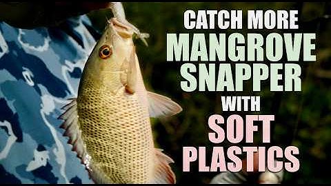 CATCH MORE MANGROVE SNAPPERS WITH SOFT PLASTICS!