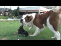 A Giant Saint Bernard Which Is Treated Like A Punching Bag | Kritter Klub