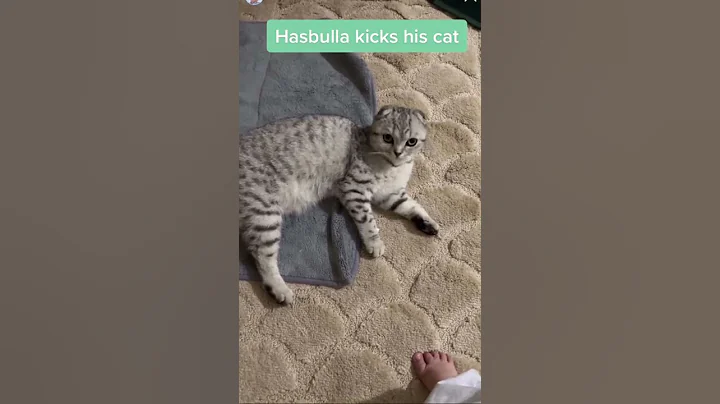 Mini Khabib Hasbullah Kick his cat (susan)