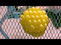 Water Balloons Look AMAZING in Slow Motion! (Volume 2)