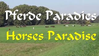 Wiesen Pferde bei Worms - Horses Paradise near Worms