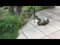 Le tonton  bande annonce  club des chats