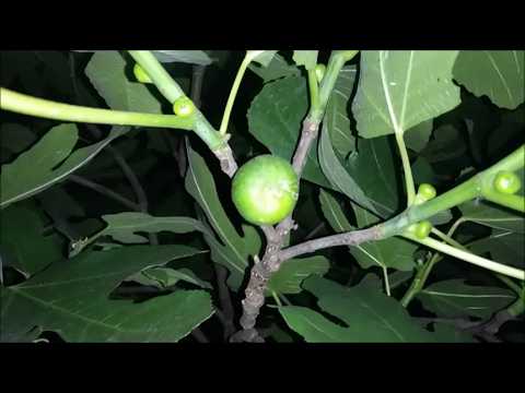 GREEN NIGHT PARK