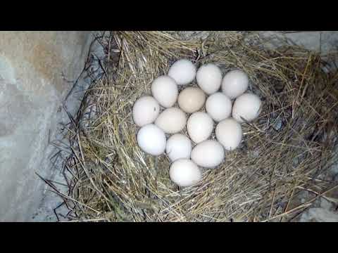 Namna Ya Kumuatamisha Kuku Mayai Ya Kanga