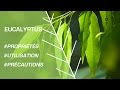 Comment utiliser leucalyptus  phytothrapie