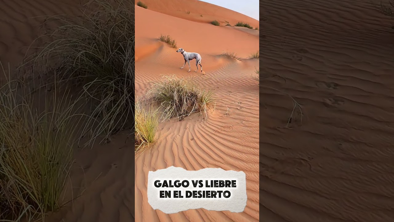 Galgo vs liebre en el desierto 