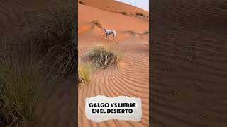 Galgo Vs Liebre En El Desierto Ía