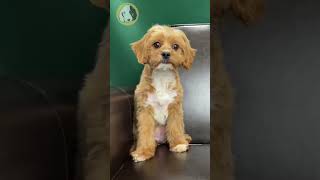 Learn about training your Cavapoo Puppy