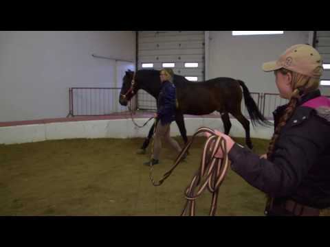 Video: Sådan Stopper Du En Hest