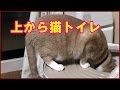 アイリスオーヤマ 「上から猫トイレ」「うえから猫トイレ」猫砂は飛び散らないか？