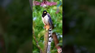Tail Bird  Animals  Zoology  Pets  #shorts #realmaxipets #animals #zoology