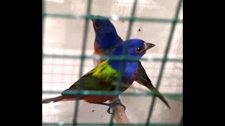 Papes Américains - Pape De Leclancher - Perina Leclancherii - Perin Nonpareil -Perina Ciris