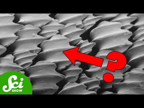 Video: Kdo má řezáky ve tvaru lopaty?