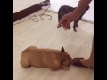 Performing stunts going round in circles #French Bulldog# #pit bull#
