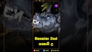මහසෝනා වගේ යකොව් උ