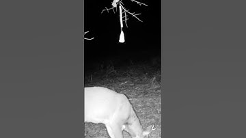 more new bucks showing up and using scrapes// #buck #deer #tactacam #2023 #new #scrape #hunting