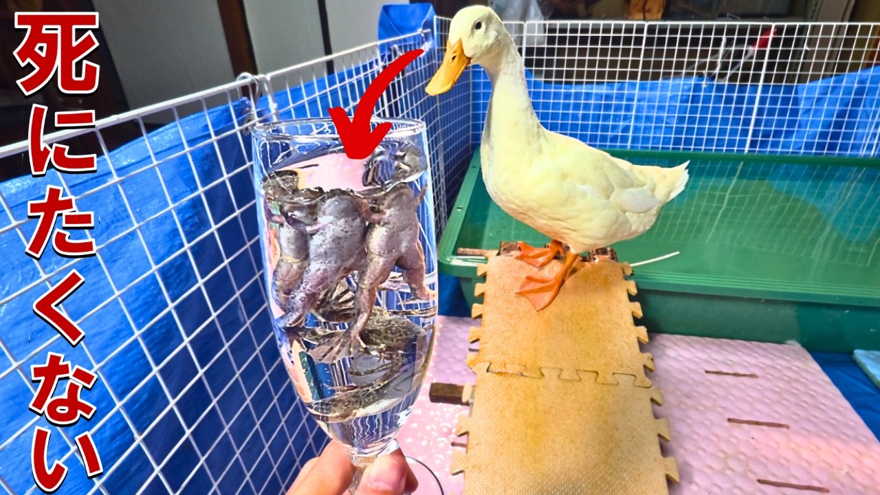 養殖場から逃げて大量発生してるカエルを乱獲してアヒルさんに差し出すととんでもないことに…