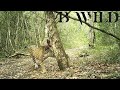 The Mayan Jungle Wildlife | Jaguar, Cougar, Tapir, Tayra, Armadillo, Fox, Brocket deer | Guatemala