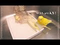 水浴びをする朝とおしゃべりする夜 セキセイインコとオカメインコ Cockatiel Budgie vlog