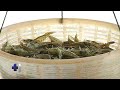 Hechos del Agro - Producción de camarón