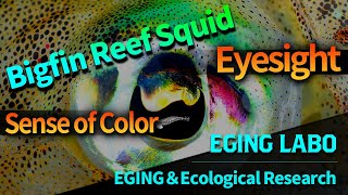 【EGING LABO】Vol.2 "Squid eyes"