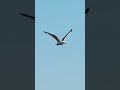 Flying into sunset