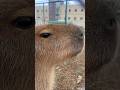 美しい横顔🩷beautiful capy #capybara #カピバラ