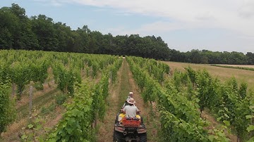 Fox Run Vineyards - Grape yield estimation, following to pan, July 2020