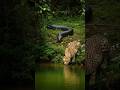 Anaconda & Cheetah Part 1 Preview! Sneak Peak! Wild Animal Discovery Zoo Channel BBC Planet