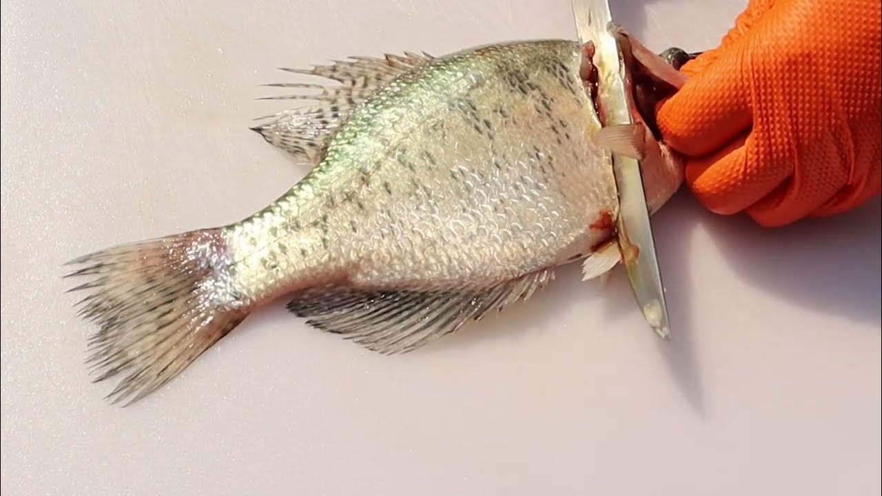 How to fillet crappie with two methods regular knife & electric fillet