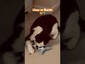 Lions v Sharks Preview… #urc