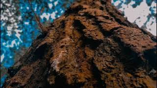 CINEMATIC ALAM - HUTAN PINUS - PINE FOREST CINEMATICS