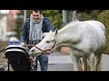 Одинокая лошадь уже 14 лет гуляет по городу с запиской на шее