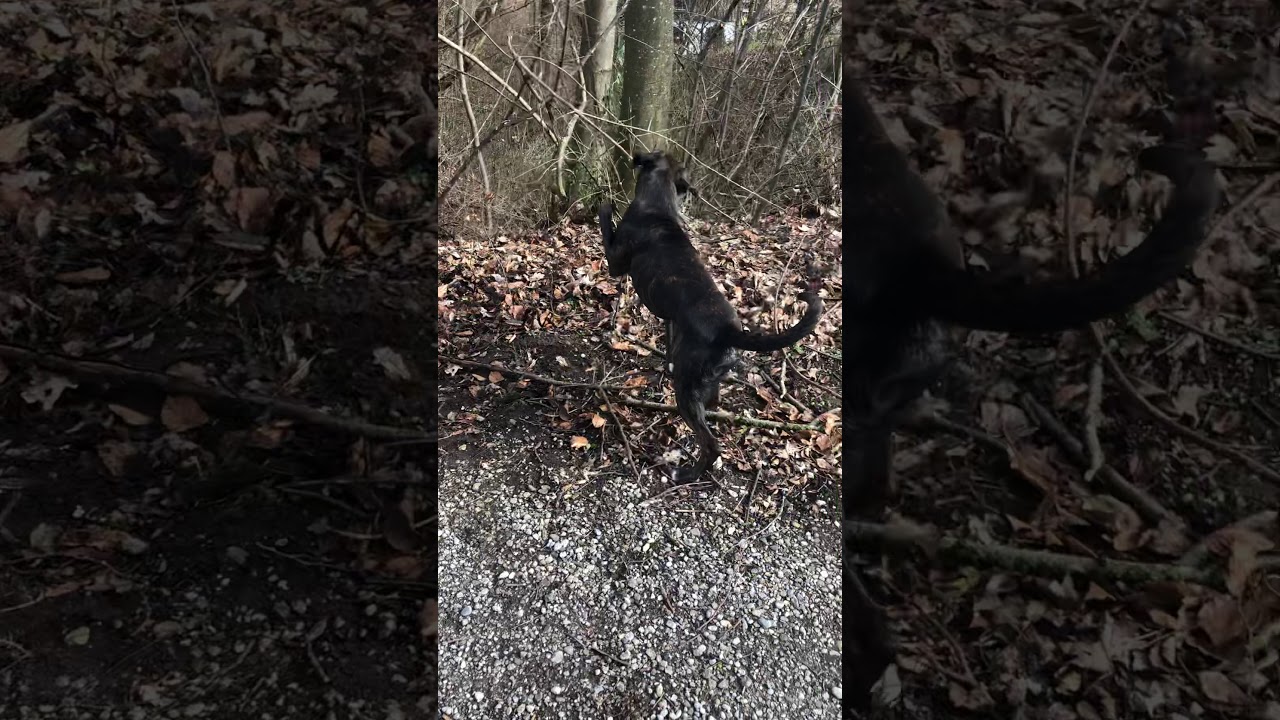 Rocky Boxer hund YouTube