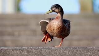 how duck sounds | صوت البطة