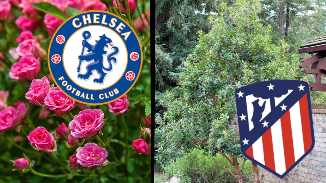 Plants and Trees in Football Logos 🌳🍀🌸