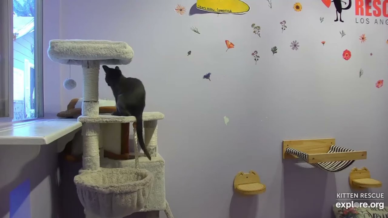 230708 Kitten Rescue Sanctuary (explore.org 1011)